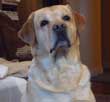 Chien Labrador en photo